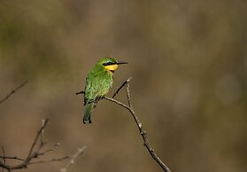 Nambiti Hills Private Game Lodge