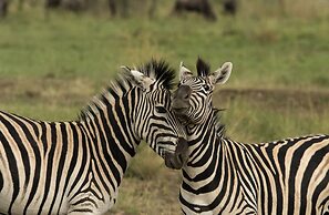 Nambiti Hills Private Game Lodge