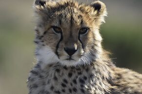 Nambiti Hills Private Game Lodge