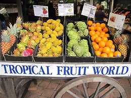 Fig Tree Retro Studio