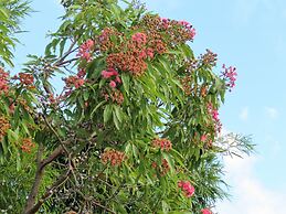 Fig Tree Retro Studio