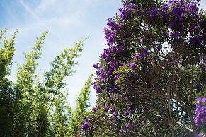 Fig Tree Retro Studio