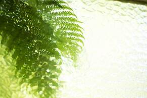 Fig Tree Retro Studio