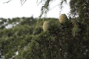 Hotel Sungrace Mussorie