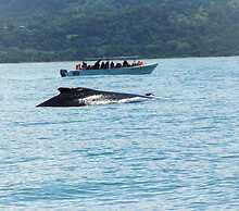 Tropical Sands Dominical Eco Inn