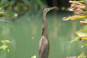 Chachagua Rainforest Hotel & Hot Springs
