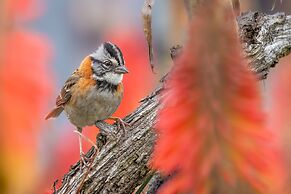 Chachagua Rainforest Hotel & Hot Springs