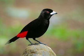 Chachagua Rainforest Hotel & Hot Springs