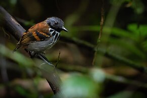 Chachagua Rainforest Hotel & Hot Springs