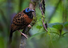 Chachagua Rainforest Hotel & Hot Springs