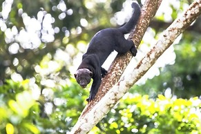 Chachagua Rainforest Hotel & Hot Springs