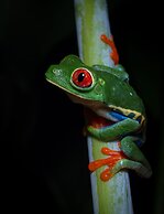 Chachagua Rainforest Hotel & Hot Springs