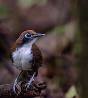 Chachagua Rainforest Hotel & Hot Springs