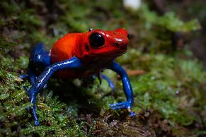 Chachagua Rainforest Hotel & Hot Springs