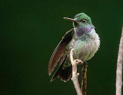 Chachagua Rainforest Hotel & Hot Springs