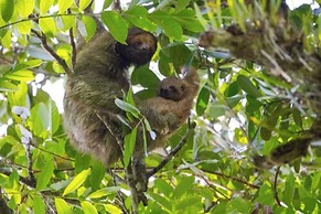 Chachagua Rainforest Hotel & Hot Springs