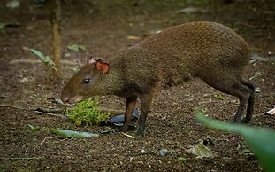 Chachagua Rainforest Hotel & Hot Springs