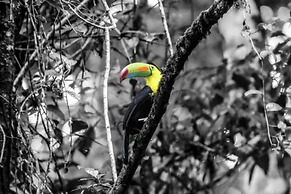 Chachagua Rainforest Hotel & Hot Springs