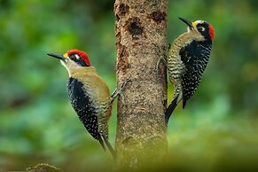 Chachagua Rainforest Hotel & Hot Springs