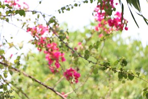 Green Coco Homestay Hoi An