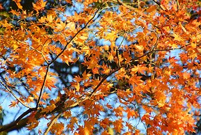 Your Pavilion near Kinkakuji