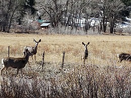 Chinook Cabins & RV Park