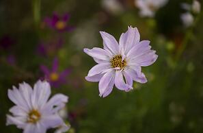 Woodlands Stop Over and Lodge