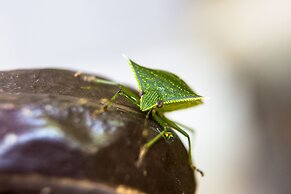 Hotel Fazenda Sete Lagos