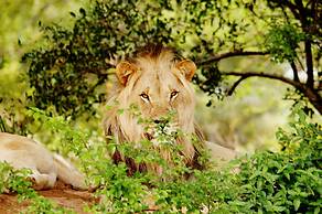 Sea Star Golf and Safari Resort