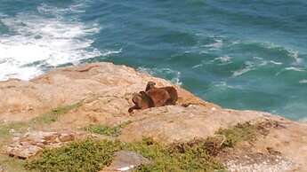 Pinnacle Point - Golf Safari SA