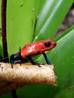 Kakao Lodge & Garden Río Celeste