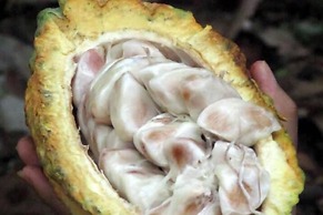 Kakao Lodge & Garden Río Celeste