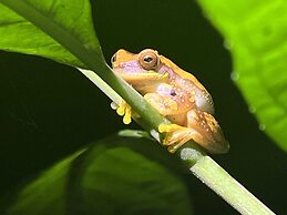 Kakao Lodge & Garden Río Celeste