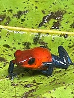 Kakao Lodge & Garden Río Celeste