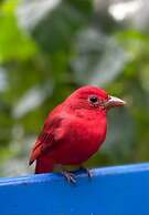 Kakao Lodge & Garden Río Celeste