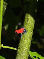 Kakao Lodge & Garden Río Celeste