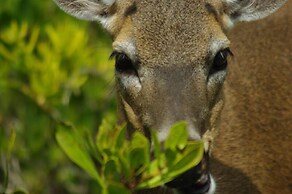 Deer Run Bed & Breakfast