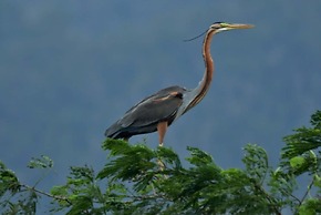 Waterbirds Family
