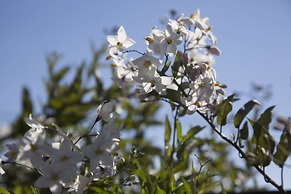 Renest Dunsvirk Court Mussoorie