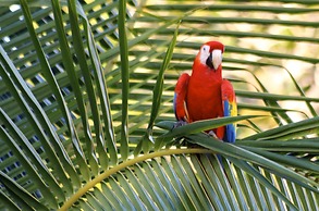 Viva Tambor Villas