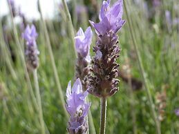 Marula Lodge Guesthouse