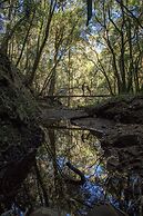 Woodlands Self Catering, Knysna