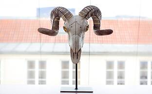 Abieshomes Serviced Apartments - Votivpark