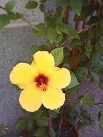 Apartamentos Pájaro Azul