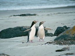 Catlins Newhaven Holiday Park