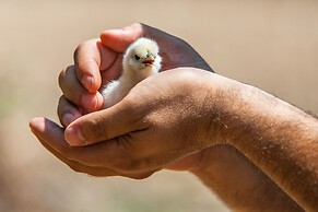Il Gallo con gli Stivali