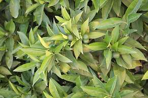 L'ARANCETO&STILNOVO GUEST HOUSE DI TOKA ALFONS