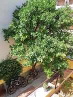 L'ARANCETO&STILNOVO GUEST HOUSE DI TOKA ALFONS