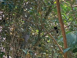 Cabinas Los Laureles