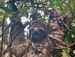 Cabinas Los Laureles